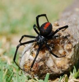 Red Back Spider